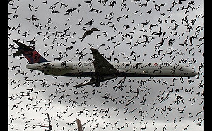 「雞槍」是什麼? 機上氧氣罩只維持15分鐘! 墜機率是這數 網友 : 如搭波音 那就不止....