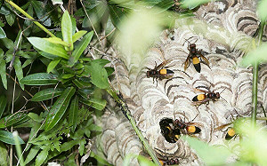 夏天登山也要防虎頭蜂！尖石登山客遭叮咬過敏 警速送醫脫險