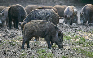 美國4州遭地球上最活躍的侵略者入侵! 環境災難 每年損失數十憶美元