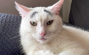 白貓撞臉兩津勘吉！超濃眉毛成招牌