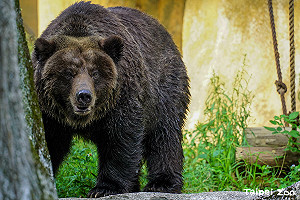 棕熊小喬疑乳腺腫瘤轉移!北市動物園:暫留室內觀察