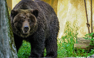 棕熊小喬疑乳腺腫瘤轉移！北市動物園：暫留室內觀察