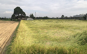 強降雨導致稻作嚴重倒伏  霧峰農會24小時協助農民搶收