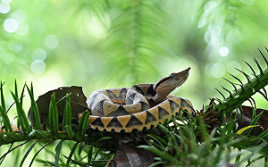 全球首例！林業署揭秘野生百步蛇護幼全過程