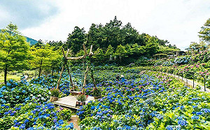 陽明山繡球花季來囉！最佳觀賞期只到6/23