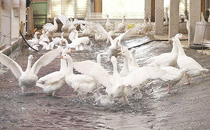 太陽光電養鵝新模式！農村水保署協助媒合 發展循環農業