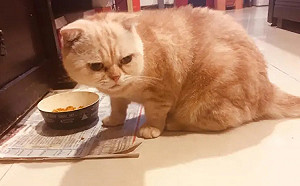 喵星人不出門免打疫苗？台中12人收3萬罰單