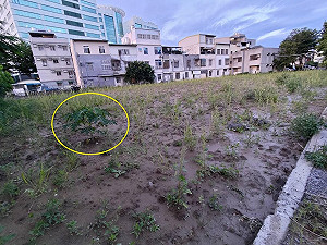 柯文哲特農地好神?竹議員爆種芭樂長出木瓜啦!