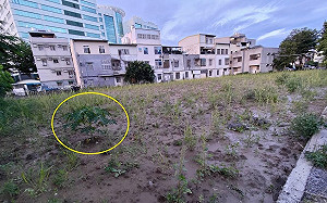 柯文哲特農地好神？竹議員爆種芭樂長出木瓜啦！