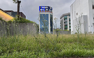 綠議員曝基隆東岸廣場現況 狠酸「草長得比狗還高」 