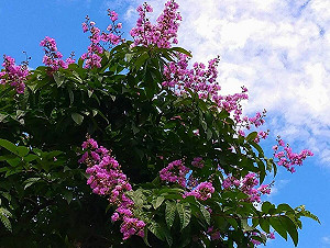 內湖大花紫薇花開了!6月賞花地點這裡看
