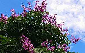 內湖大花紫薇花開了！6月賞花地點這裡看
