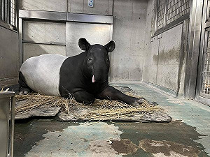 日本馬來貘「英雄」運輸抵台無生命跡象 橫濱動物園2歲慶生照成遺照
