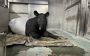 日本馬來貘｢英雄｣運輸抵台無生命跡象 橫濱動物園2歲慶生照成遺照