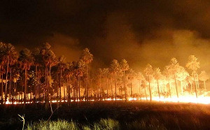 乾旱減少降雨  巴西大沼澤火災遽增974%