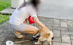 大湖公園柴犬咬綠頭鴨惹議 北市動保處：飼主恐違法遭罰