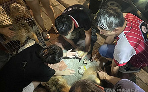 花蓮寵物店火警多隻狗狗昏迷 消防員供氧急救