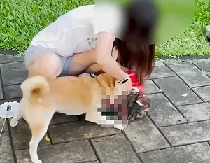 柴犬咬死大湖公園綠頭鴨!動保處出手了