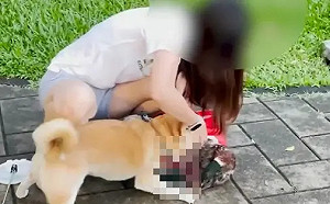 柴犬咬死大湖公園綠頭鴨！動保處出手了