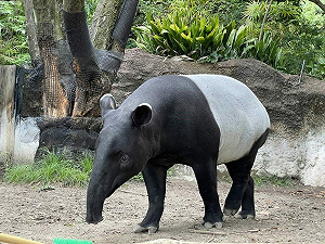 馬來貘「英雄」抵台不幸死亡!北市動物園解剖曝死因