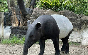 馬來貘「英雄」抵台不幸死亡！北市動物園解剖曝死因