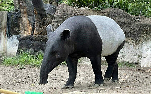 馬來貘「英雄」高溫猝逝！北市動物園嚗：無法製作標本