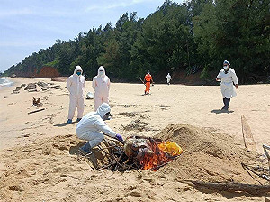 中國海漂豬屍檢出非洲豬瘟病毒!應變中心宣布金門豬肉品禁運一週