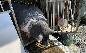 新北非犬貓寵物不擬續養可收容  費用最高1萬元