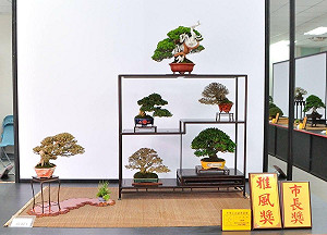 小品盆栽雅風展圓滿落幕 展覽主委彭冠今:推動盆栽藝術國際化