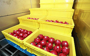 紅肉火龍果首櫃今登日本！農業部：奠定台灣高端水果市場基礎