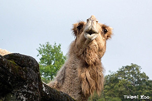 不敵關節老化!北市動物園26歲元老級駱駝「玉葉」昨日上午死亡