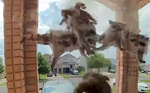 浣熊版寄生上流！弄破豪宅天花板超糗