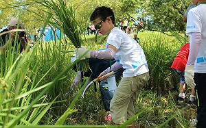 「2024新北濕地割稻趣」8月份2梯次  7/9開放報名