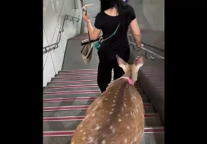 台北捷運出現梅花鹿!沒牽繩乖巧走下樓梯
