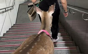 北捷樓梯遇梅花鹿！北捷表示：已違規  寵物需置籠中