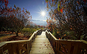 暑假旅遊搶好康！台北國際夏季旅展7/12登場