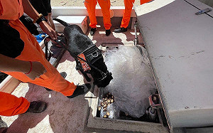 小船私運大陸香菇及活體動物 金門海巡科技偵蒐阻不法入境