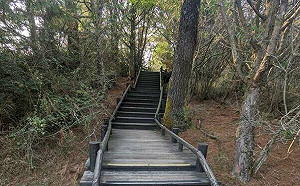 登山踏青注意！雪霸國家公園雲霧步道  7/20起整修5個月