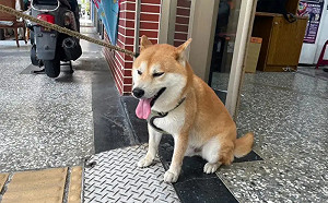 Ｑ萌柴翹家歷險記　偷跑出門硬搭「霸王車」