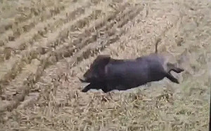 「雀躍的野豬」毀后里農地　中市府將圍捕