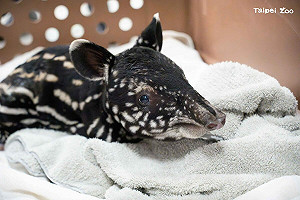 北市動物園添新成員!馬來貘「貘莉」產下小公貘