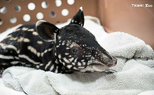 北市動物園添新成員！馬來貘「貘莉」產下小公貘