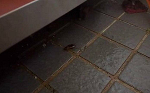 「便當有整隻蟑螂」 金仙滷肉飯遭投訴！店遭稽查小強出沒畫面曝