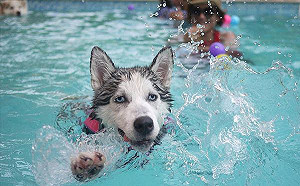 夏天就是要玩水！汪星人消暑計畫