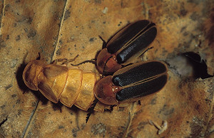 看螢火蟲不必跑深山  罕見端黑螢在高雄大樹