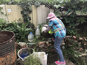 又見日本腦炎！嘉義縣第二例確診