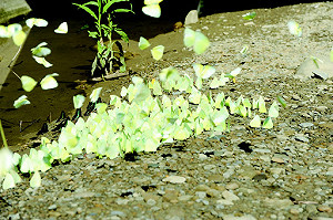 美濃不只吃粄條  賞黃蝶、拍花海最內行