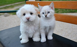 貓狗大不同！長期錯乾糧會有生命危險