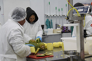 日本食檢沒在怕！台灣鳳梨品質掛保證