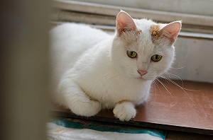 別誤會！貓咪真的不冷漠